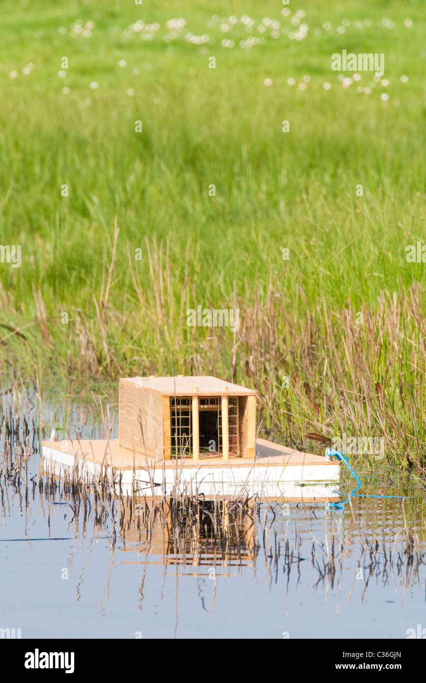 Floating trap for American Mink (Mustela vison), Kent, UK, spring Stock Photo