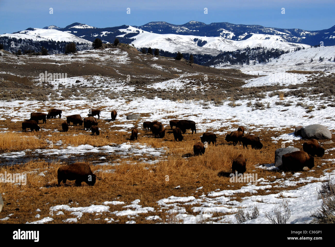 Bison herd, Lamar Valley, late winter, Yellowstone national park, Wyoming, USA Stock Photo