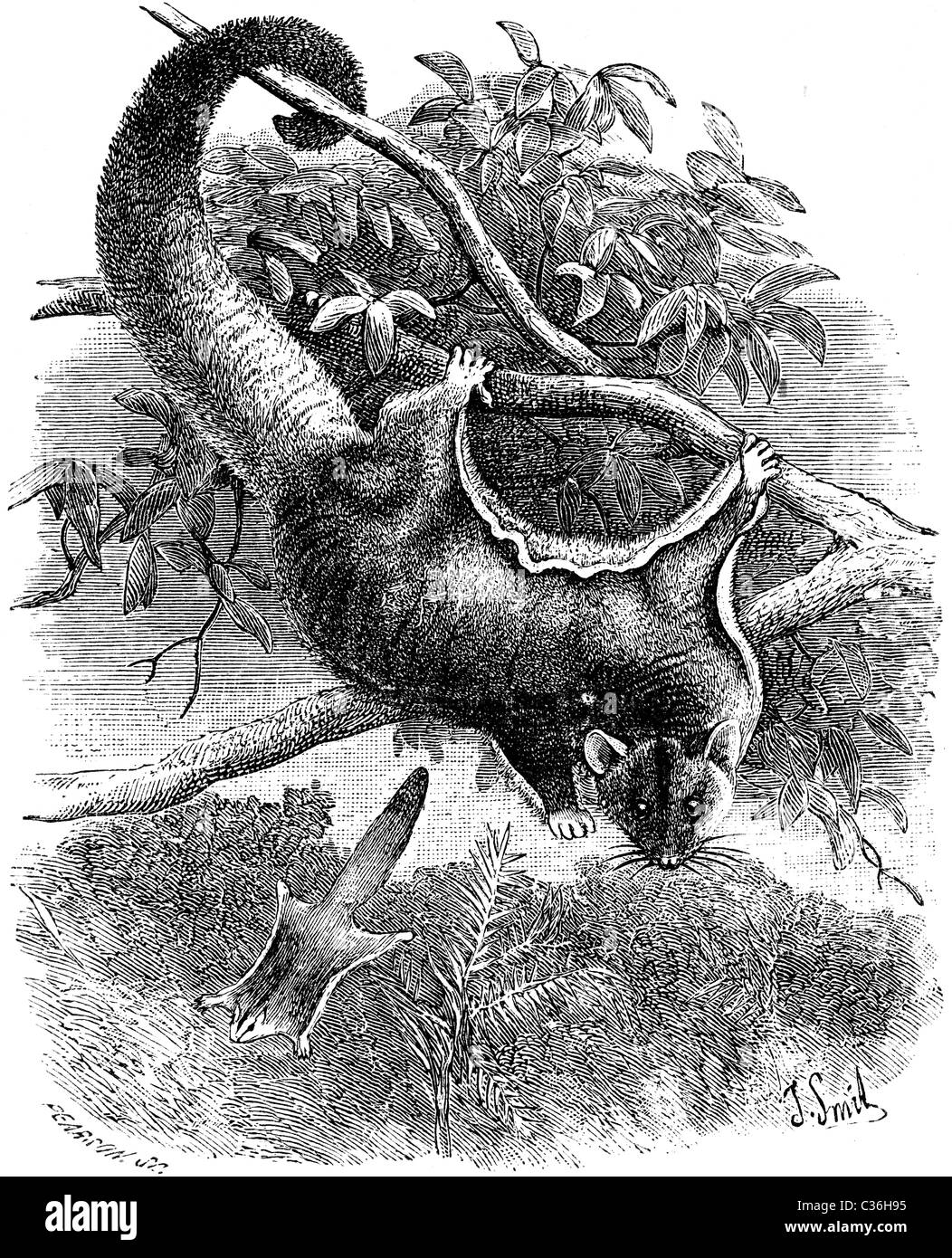 19th Century book illustration, taken from 9th edition (1875) of ...