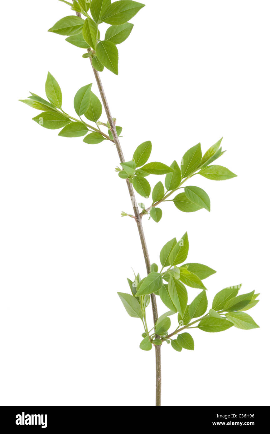 front view of green branch leaves on white background Stock Photo - Alamy