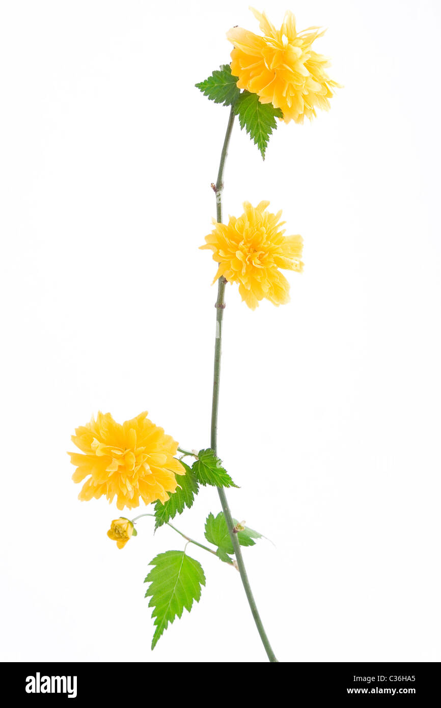 a branch of yellow flower on white background Stock Photo