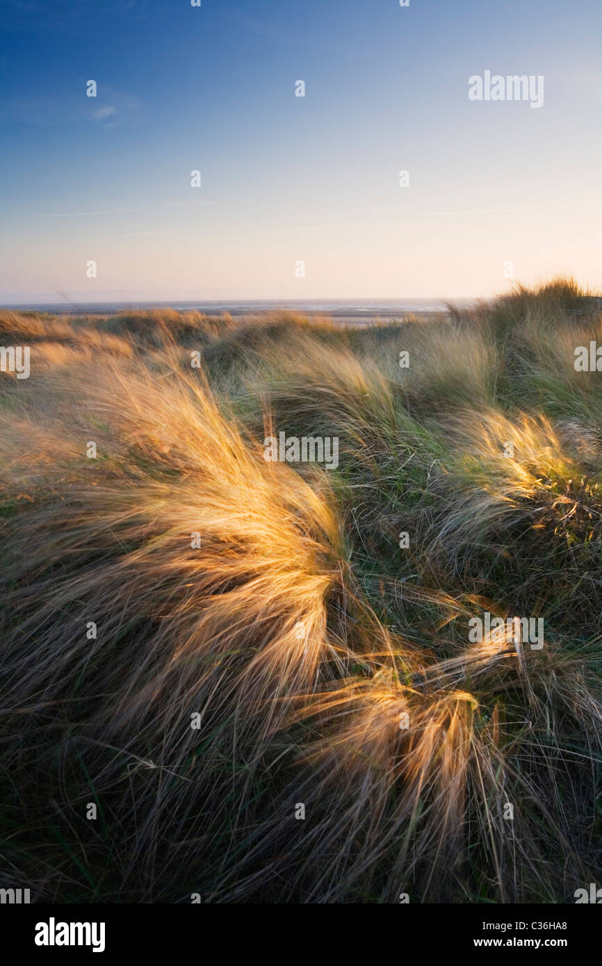 Berrow Dunes. Somerset. England. UK. Stock Photo
