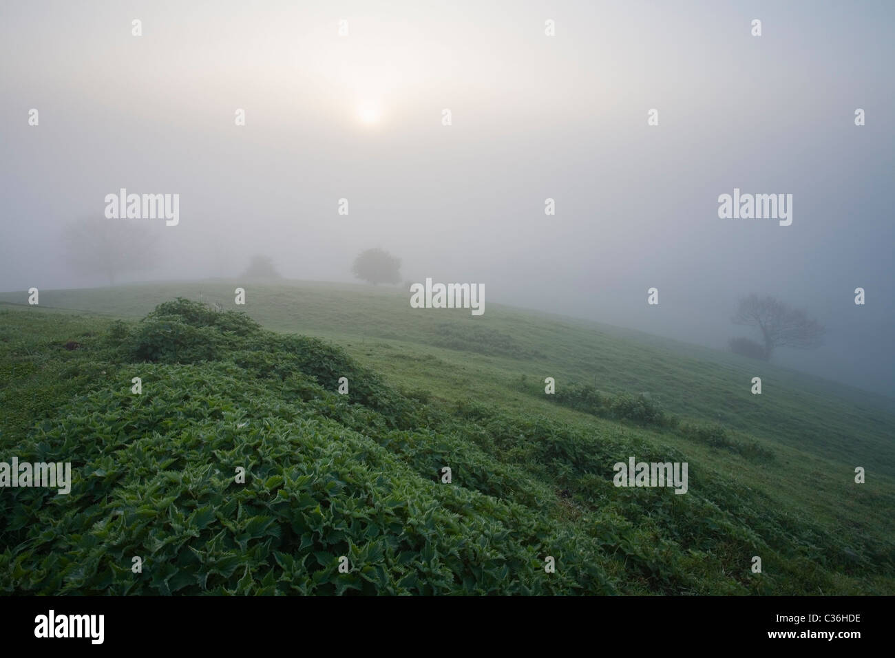 Common Nettles (Urtica dioica) growing on Burrow Mump with Spring Mist over the Somerset Levels. Somerset. England. UK. Stock Photo