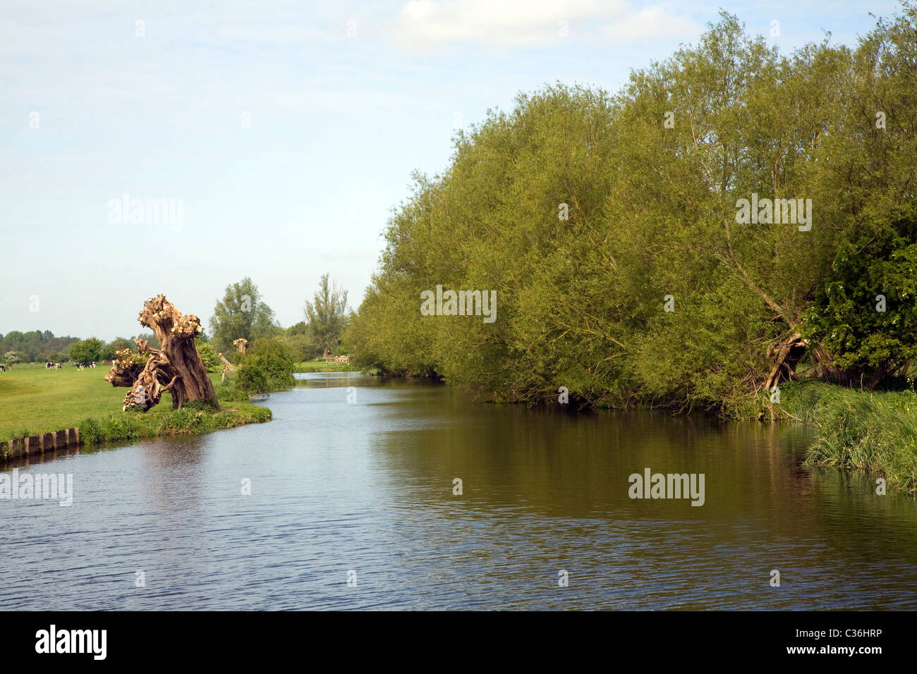 River Stour Dedham Vale Essex Suffolk border England willow trees some