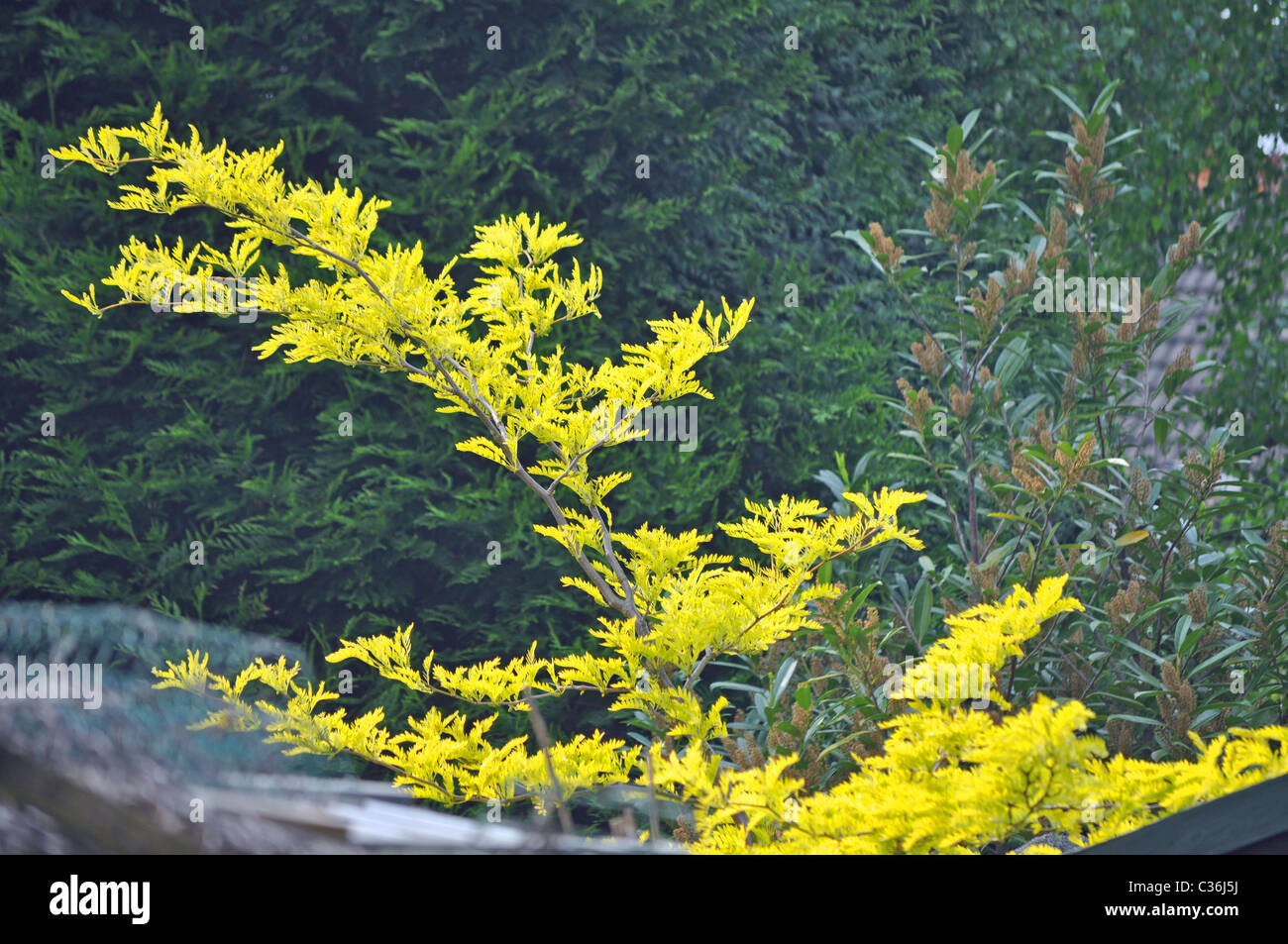 Early flowering tree hi-res stock photography and images - Alamy