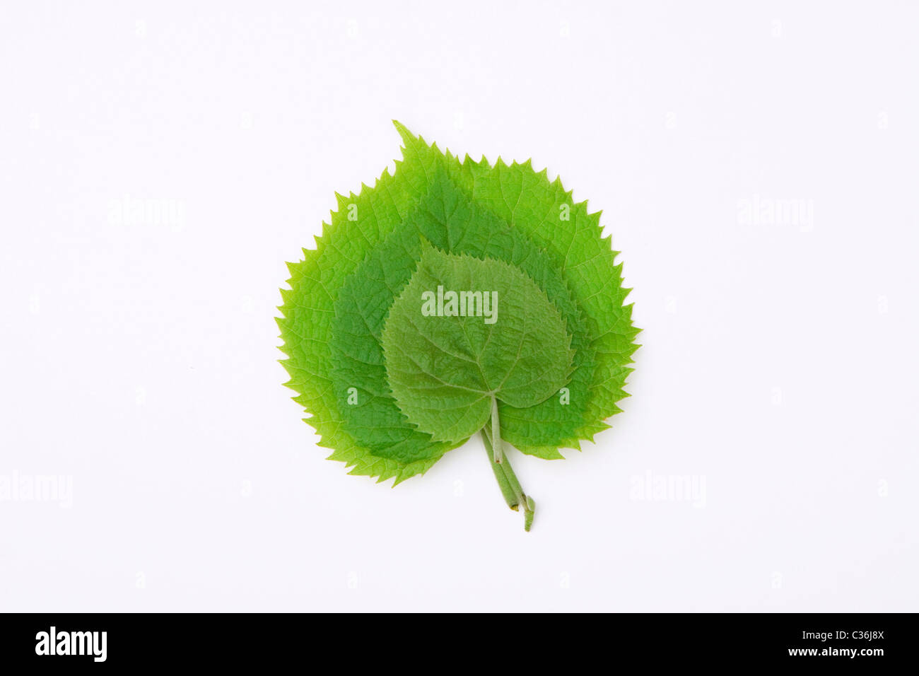 front view of green leaves on white background Stock Photo