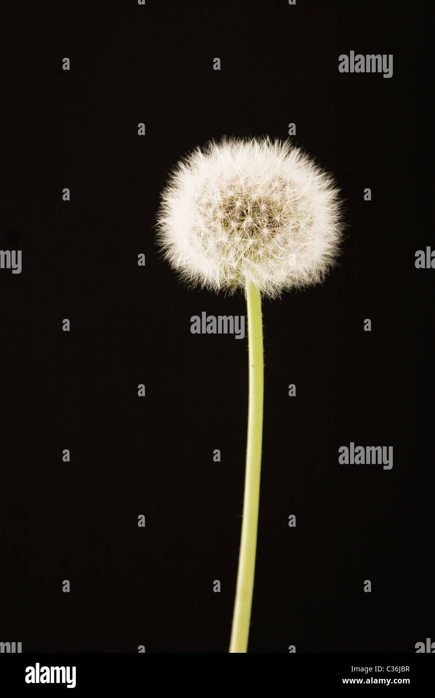 closeup of dandelion on black background, in spring time Stock Photo