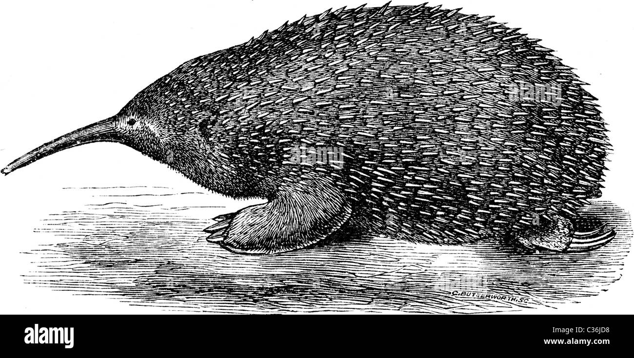 19th Century book illustration, taken from 9th edition (1875) of Encyclopaedia Britannica, of Western Long-beaked Echidna Stock Photo