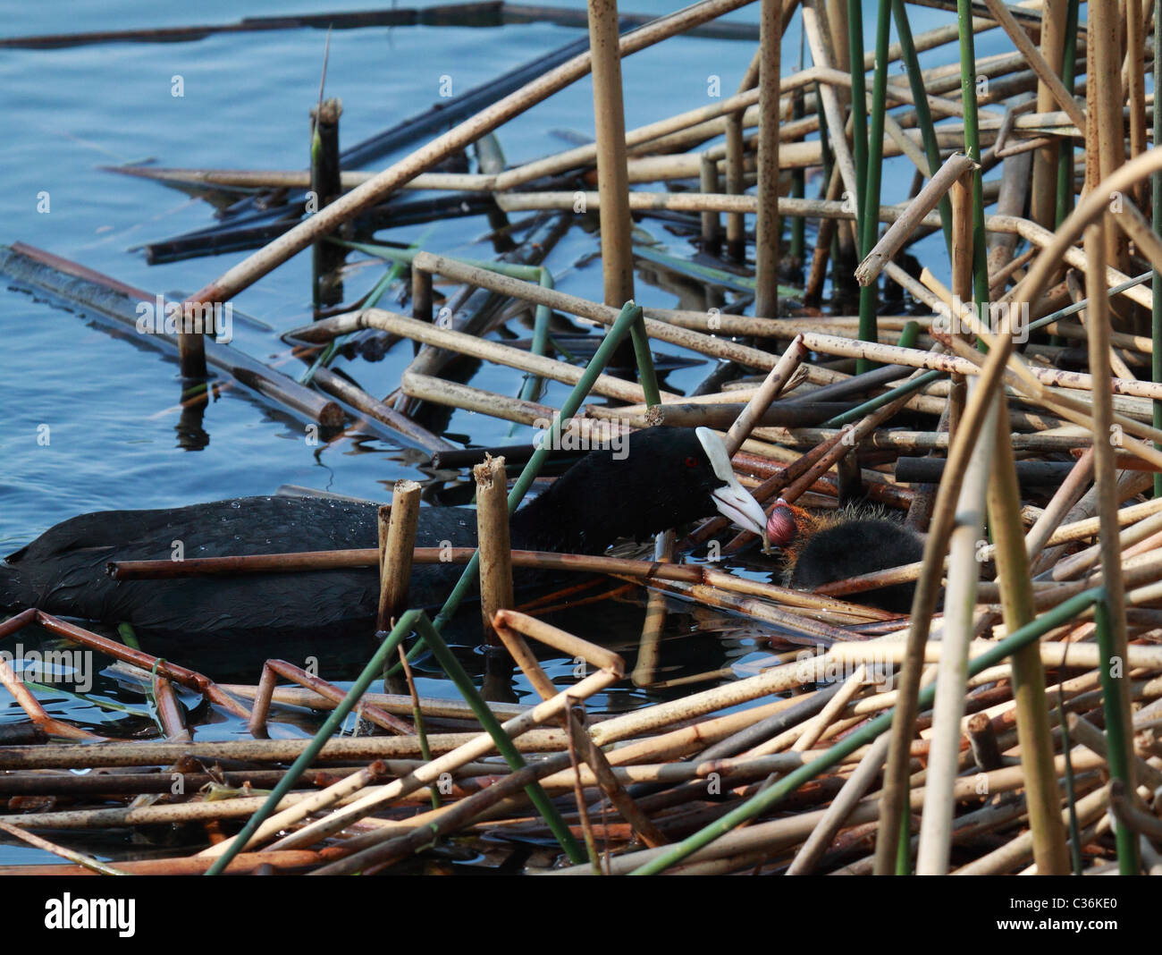 Coot feeding chick Stock Photo Alamy