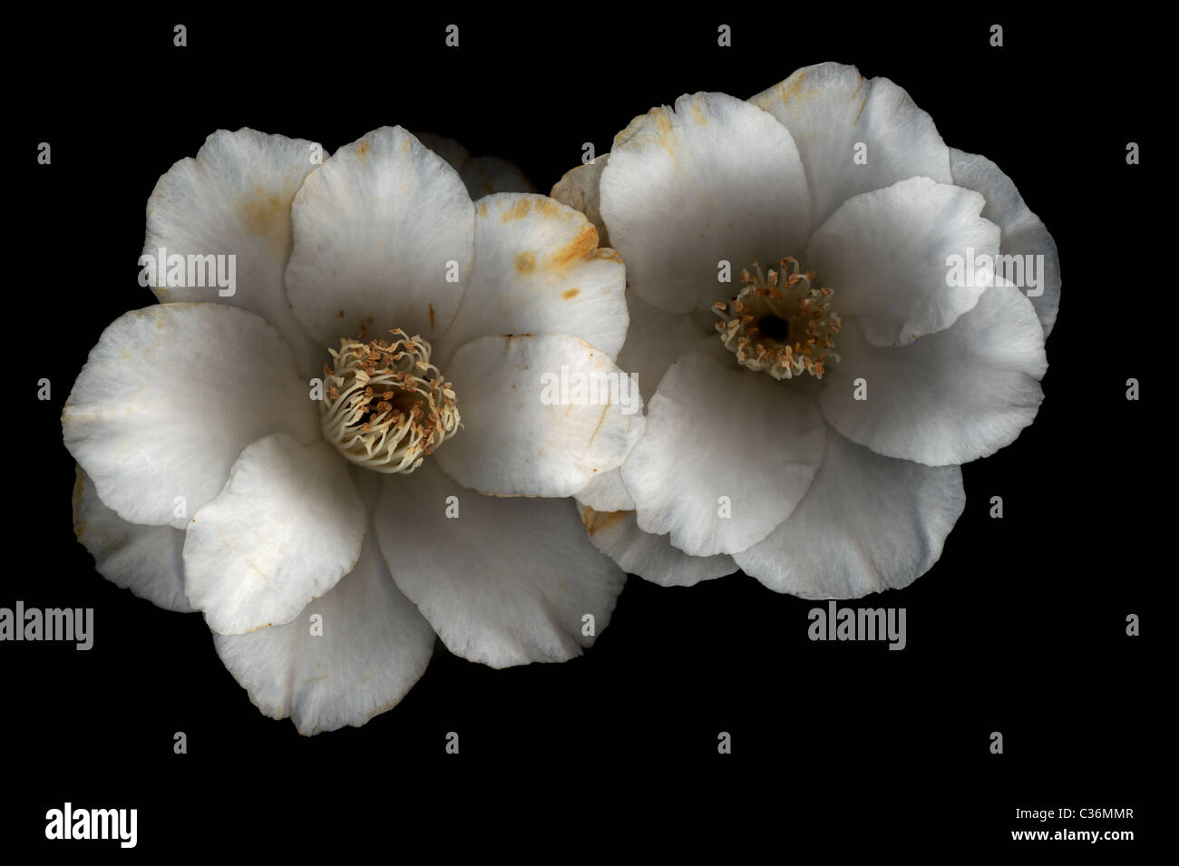 White Camellias on dark background Stock Photo