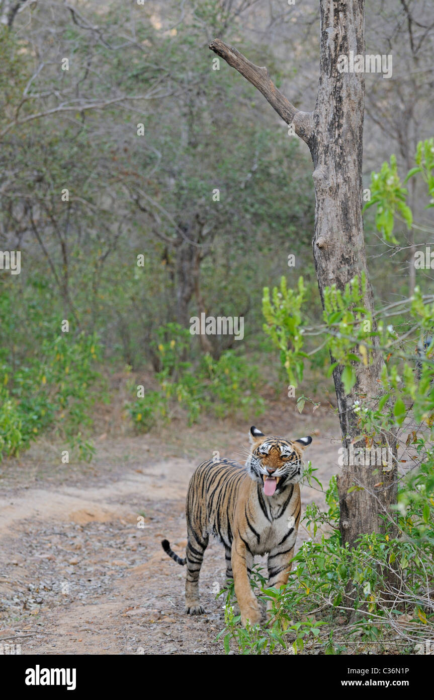 Tiger snarling (flehmen display) on a forest road in Ranthambhore in a misty morning Stock Photo