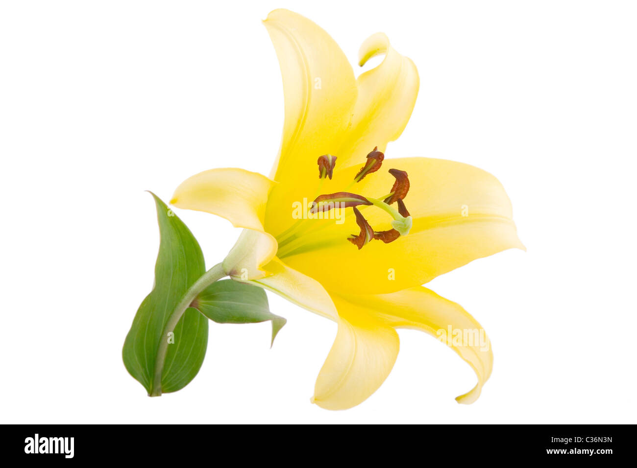 closeup of yellow lily flower on white background Stock Photo