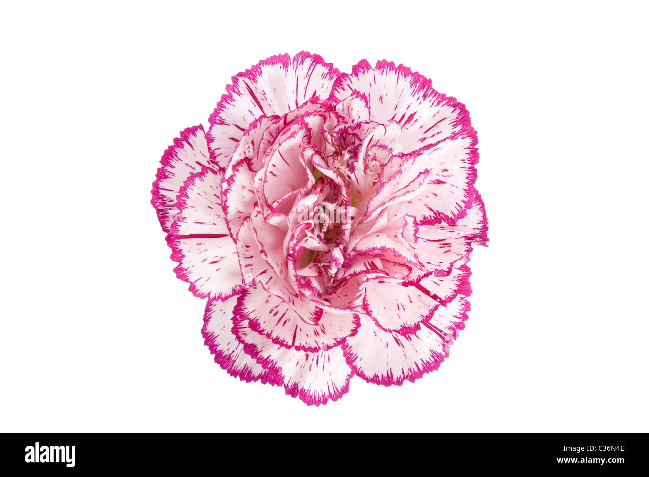 white and pink blooming carnation flower on white background Stock ...