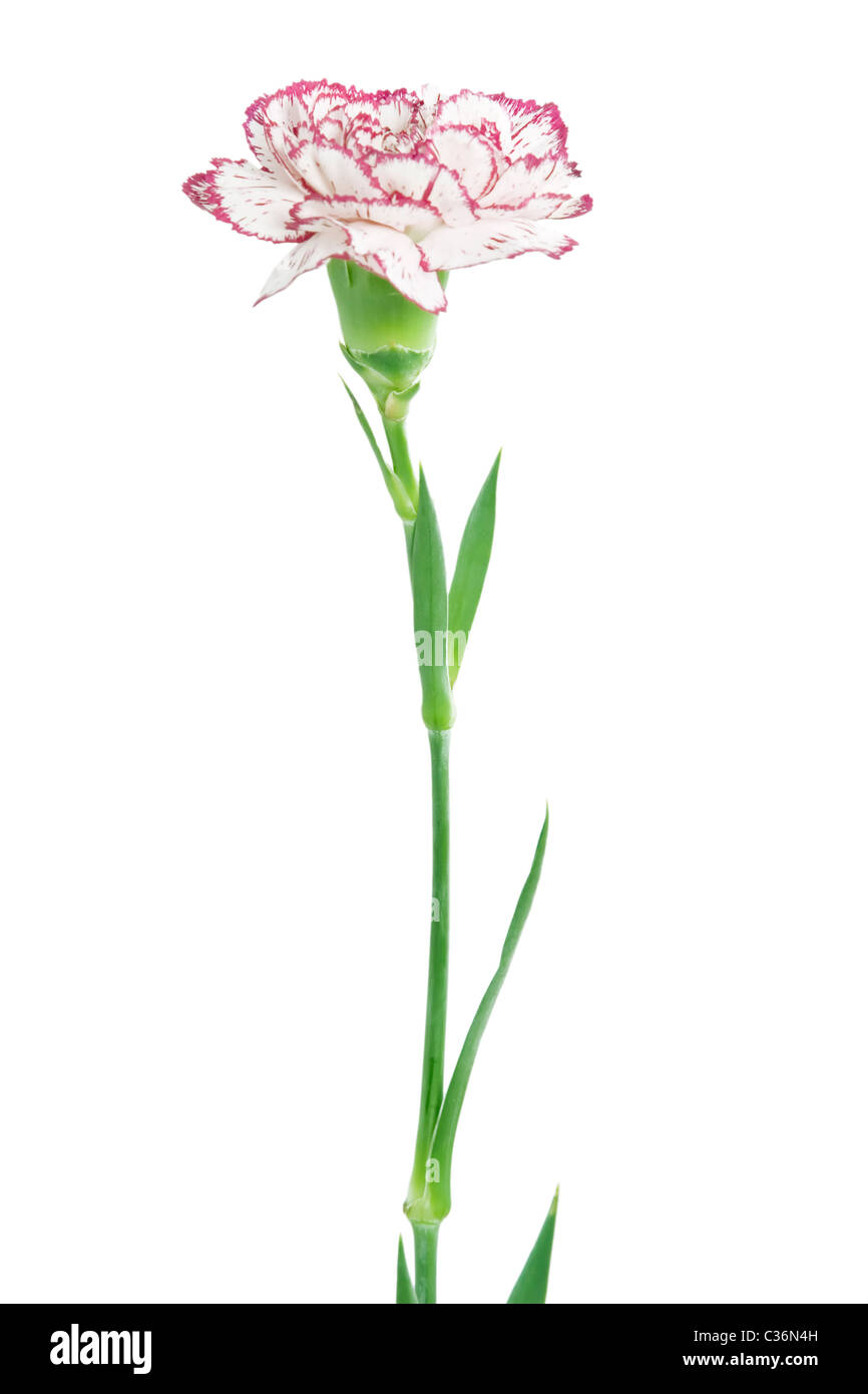 white and pink blooming carnation flower on white background Stock ...