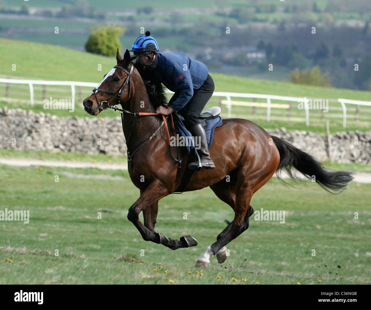 Racehorse on a training gallop at Middleham Moor Yorkshire Dales Stock