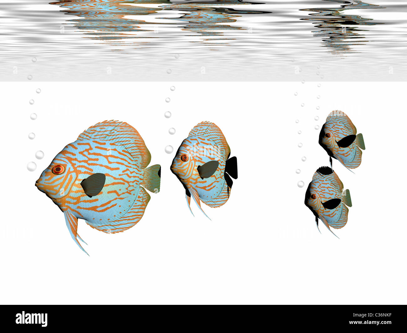 A group of discus fish swim together in an aquarium. Stock Photo
