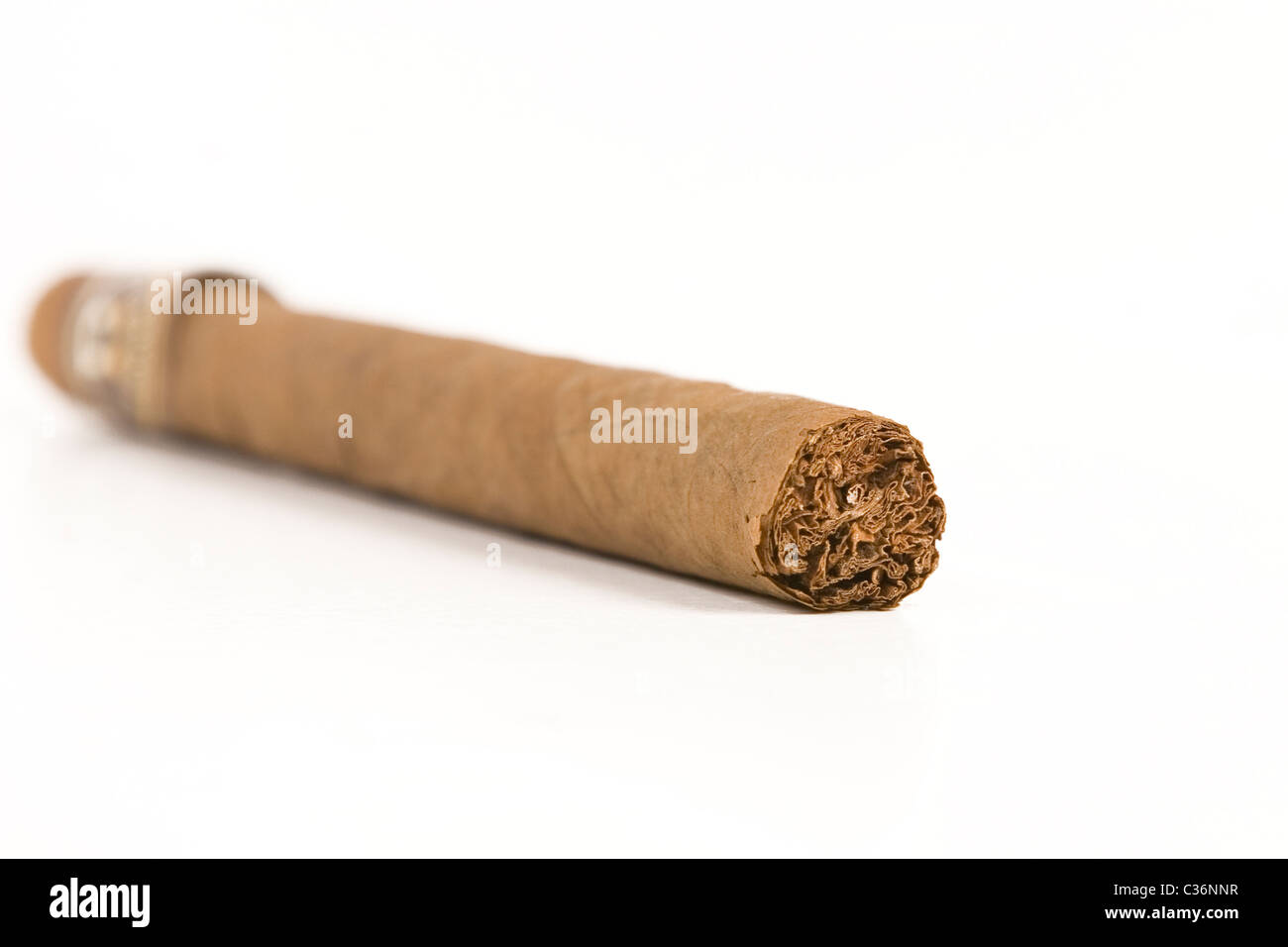 front view of havana brown cigar on white background Stock Photo