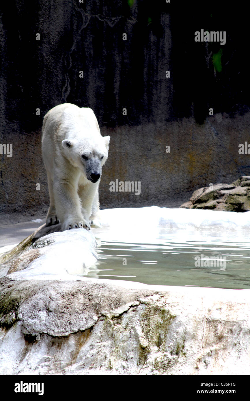 Polar Bear at the Bronx Zoo in New York City Stock Photo - Alamy