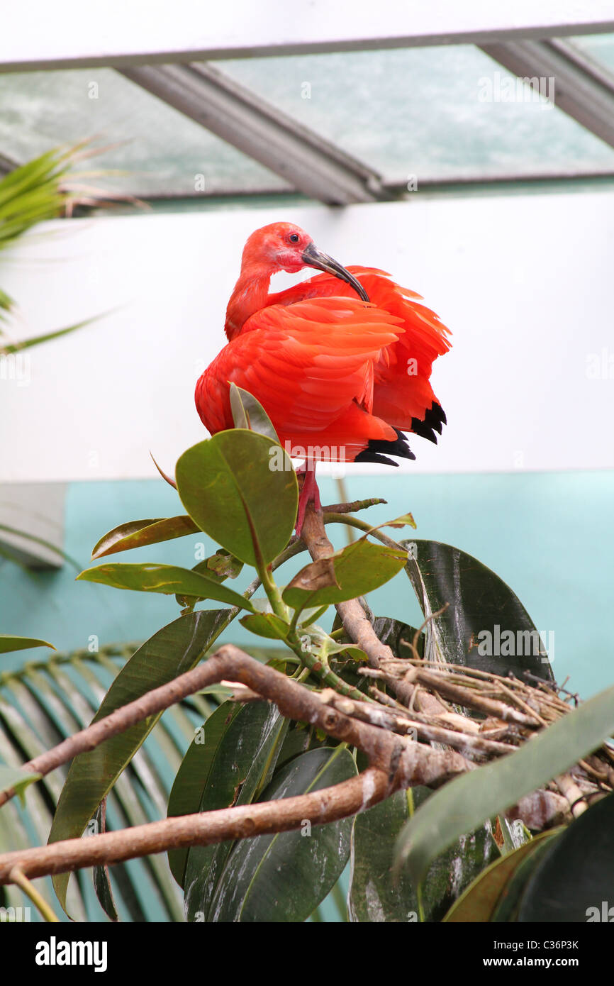 Side view of a Tropical Bird at the Bronx Zoo, New York City Stock Photo