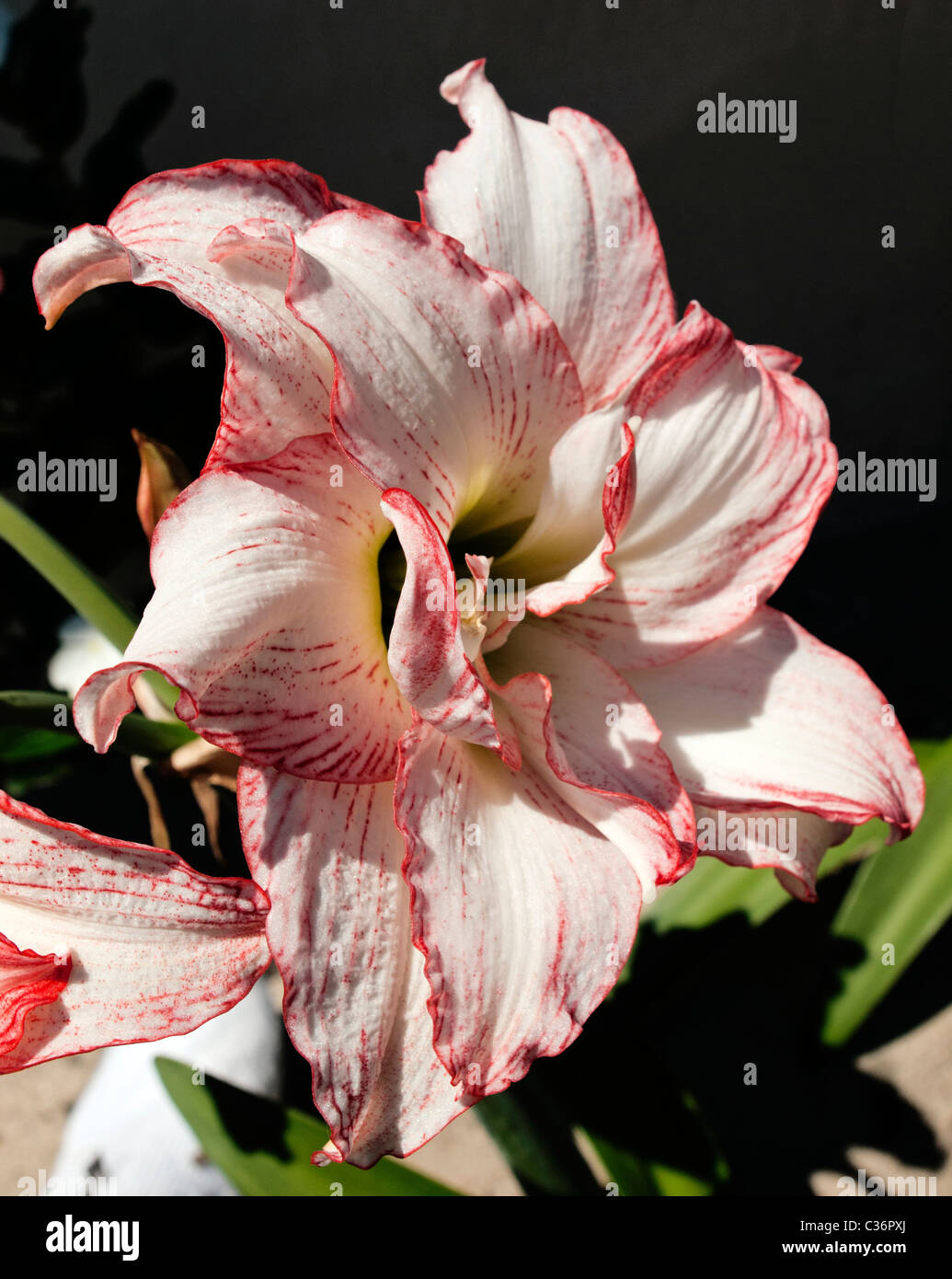 Amaryllidaceae hippeastrum is commonly called Amaryllis when sold to bloom indoors in the Winter. Stock Photo