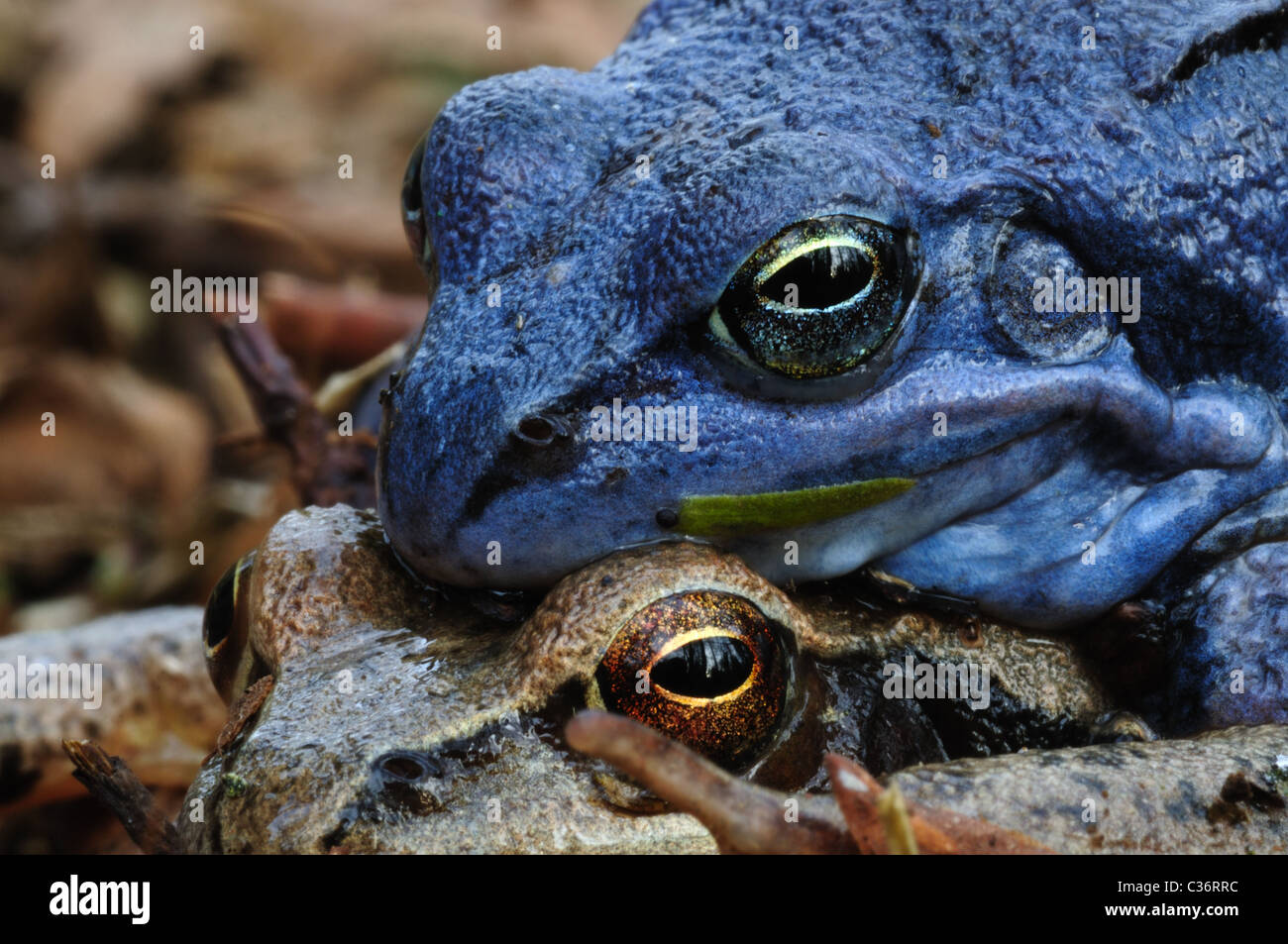 Moor frogs copulating closeup Stock Photo Alamy