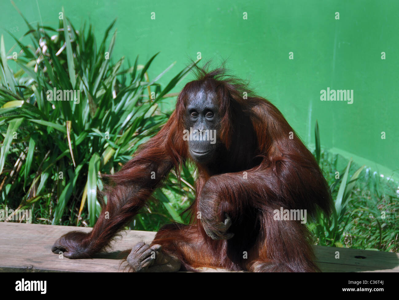 Orangutang, Auckland Zoo, New Zealand Stock Photo