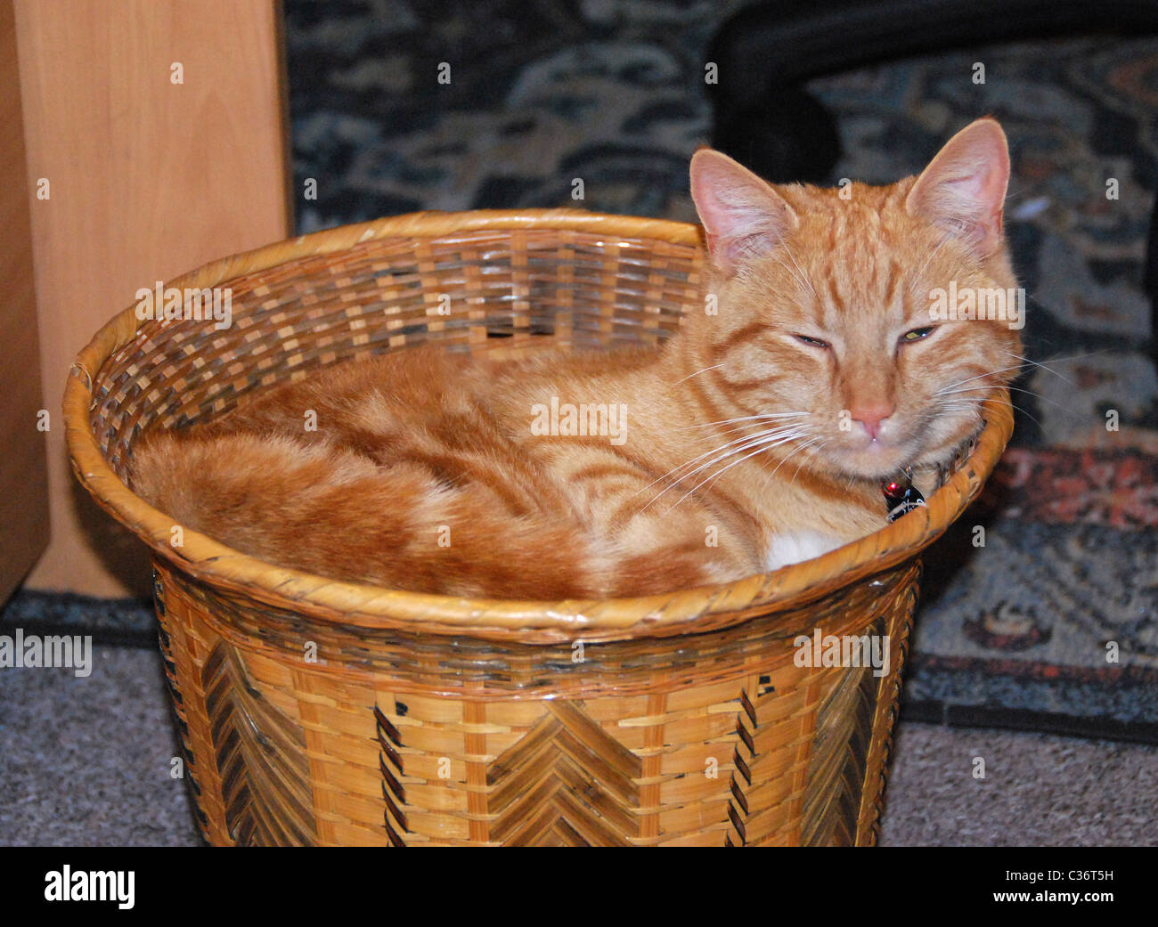 cat in basket