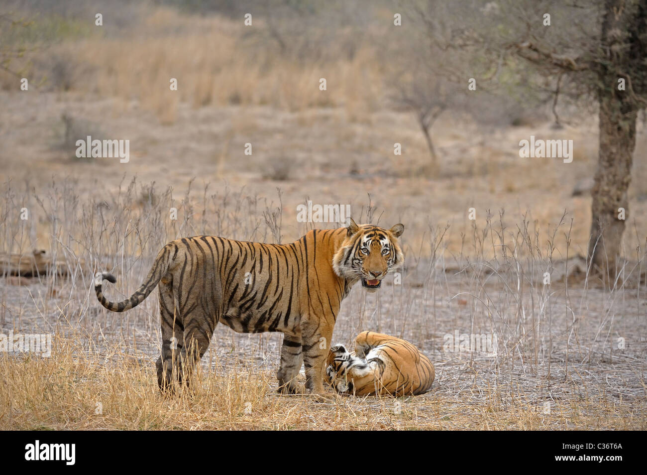 A mating pair of tigers in Ranthambore tiger reserve Stock Photo Alamy