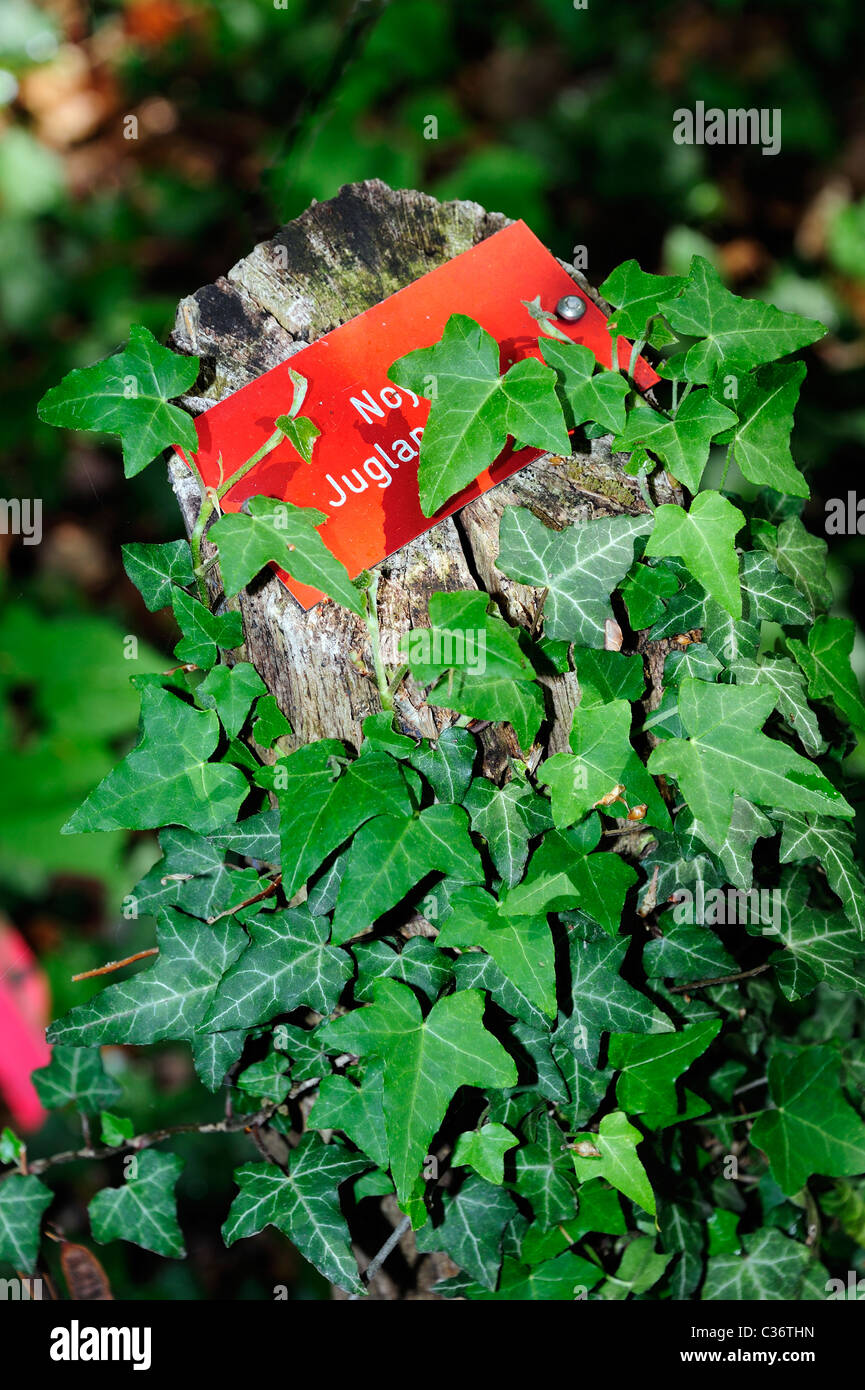 Nature takes over the nature trail. Ivy growing over an information post on a Swiss nature trail Stock Photo