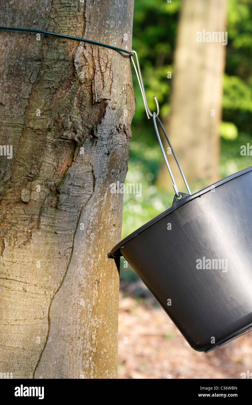 Trunk of a Sugar Maple (Acer saccharum) with a black bucket which is the way to get the sap for maple syrup. Stock Photo