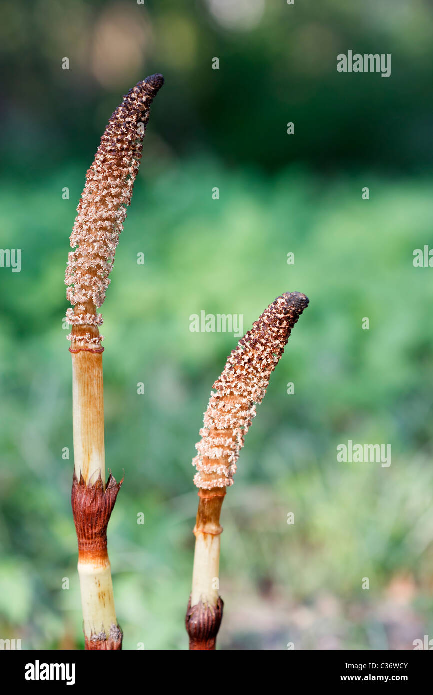 Close-up image of  Great Horsetail (Equisetum telmateia) in spring time. Stock Photo