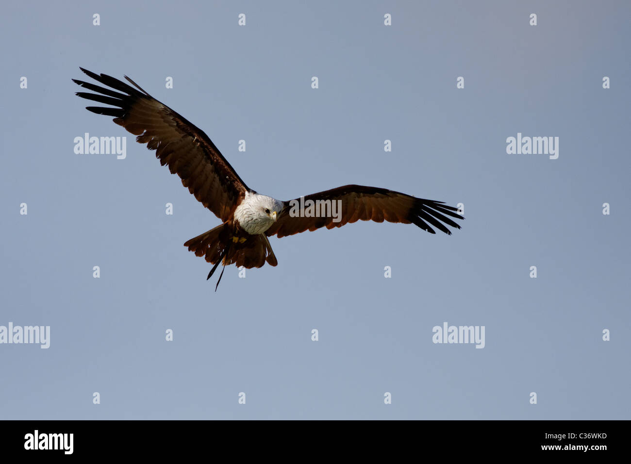 Brahminy Kite, aka Red-Backed Sea-Eagle / Milan sacré (Haliastur indus) Stock Photo