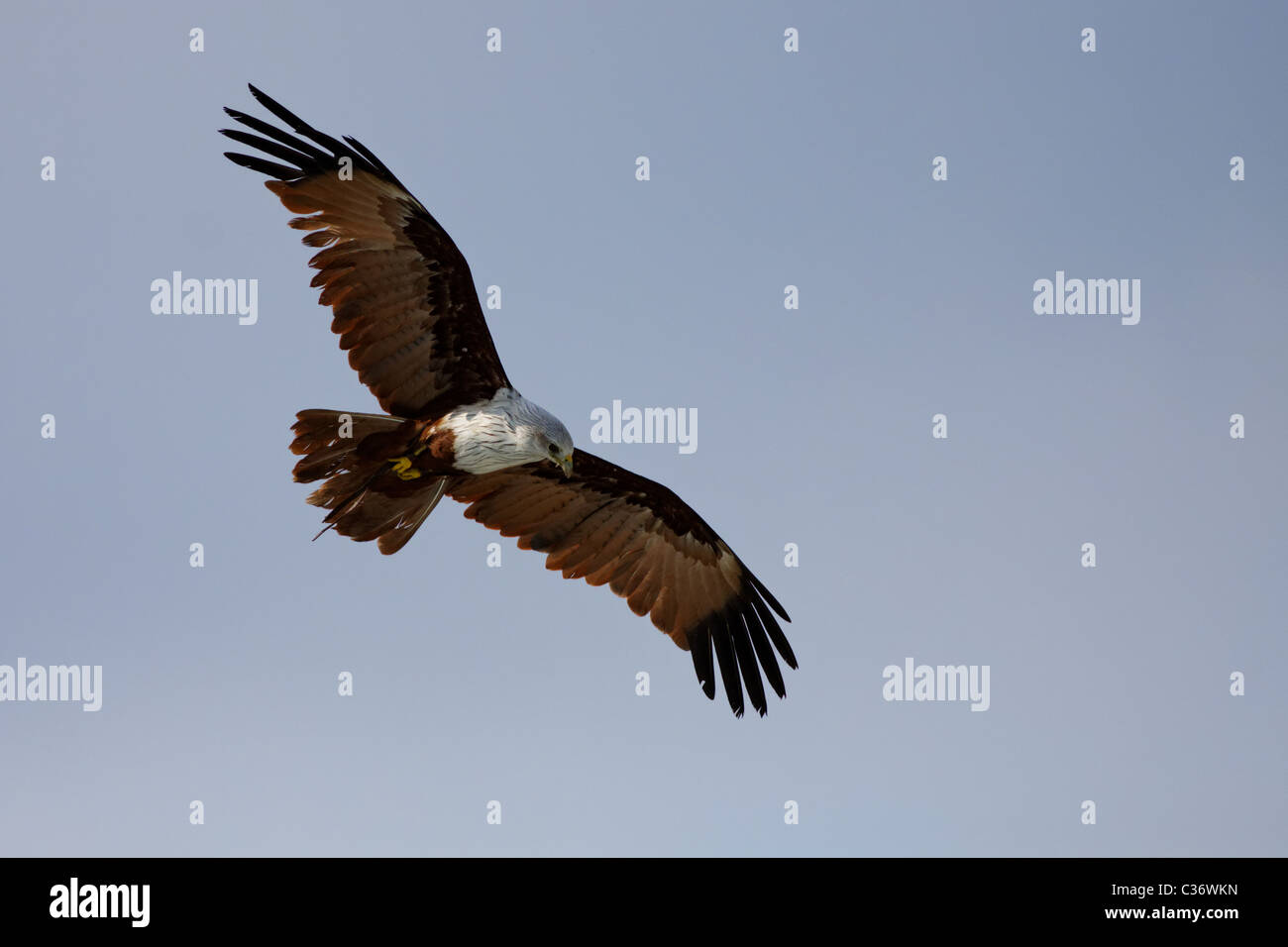 Brahminy Kite, aka Red-Backed Sea-Eagle / Milan sacré (Haliastur indus) Stock Photo