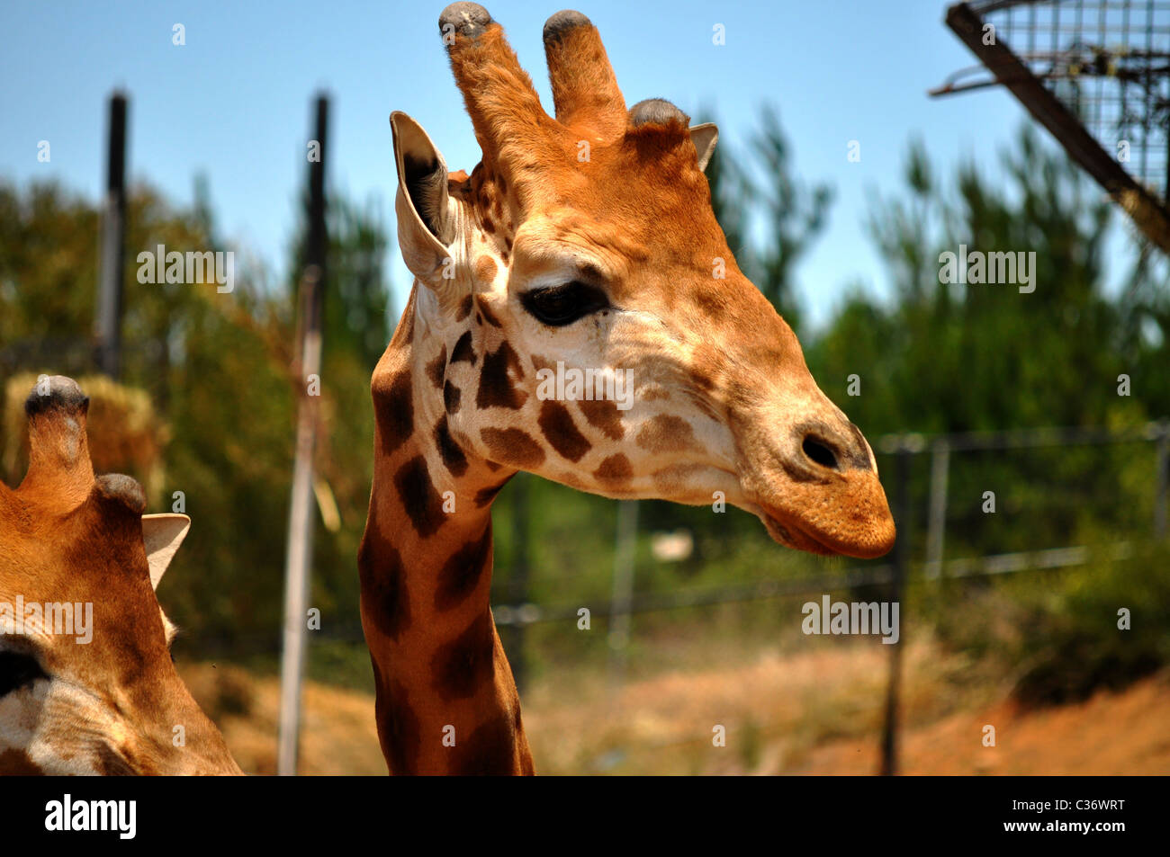 Spotty giraffe hi-res stock photography and images - Alamy