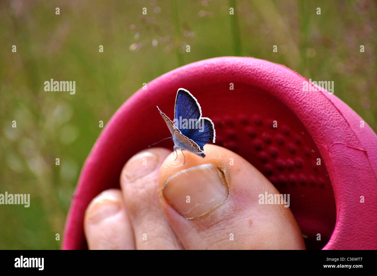 Butterfly landed on the foot Stock Photo Alamy