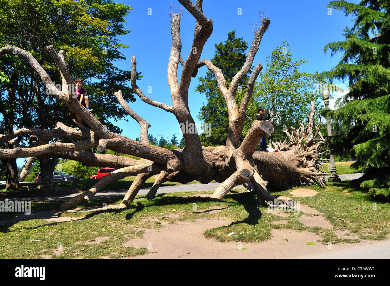 uprooted tree in the park Stock Photo