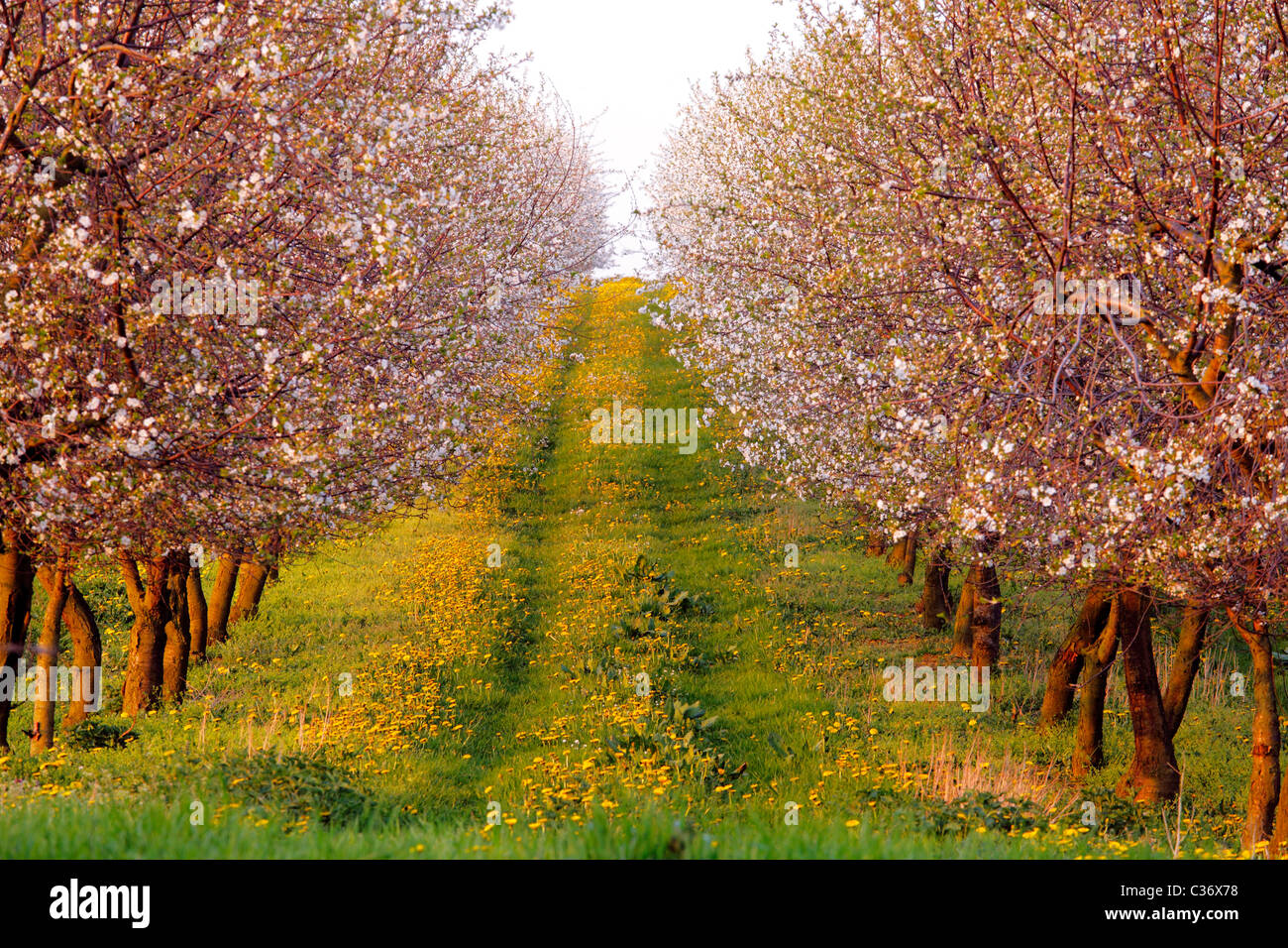 rows of blooming cherry trees in a plantation Stock Photo Alamy