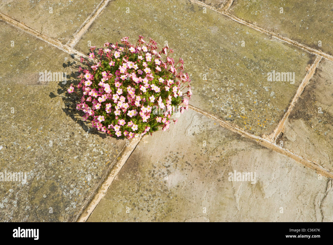 Saxifrage planted in patio. Surrey, UK Stock Photo