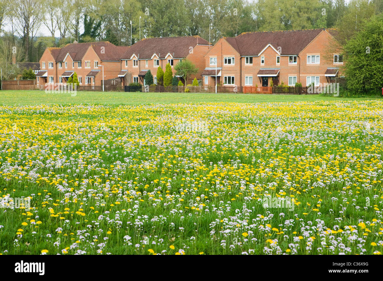 Houses by village green with flowers. Compton, Surrey, UK Stock Photo