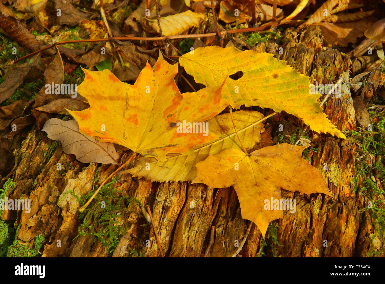 Ahornblatt - maple leaf 10 Stock Photo - Alamy