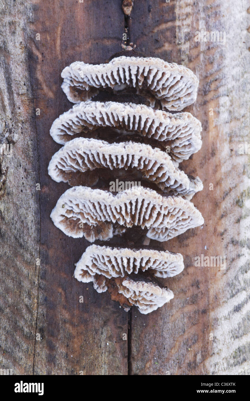 Bracket Fungus growing on olive wood Stock Photo