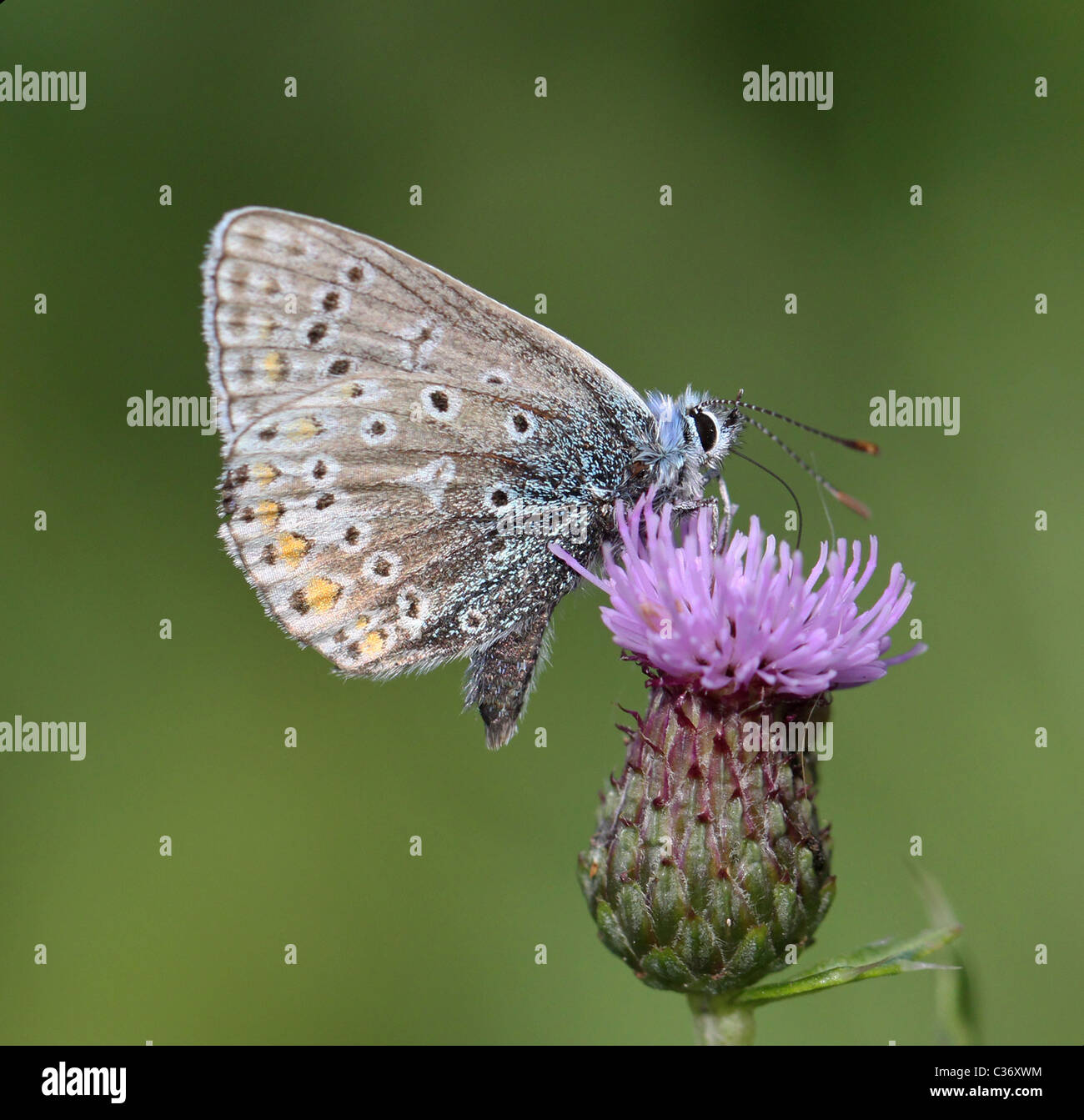 Common Blue Butterfly  Polyommatus icarus Stock Photo