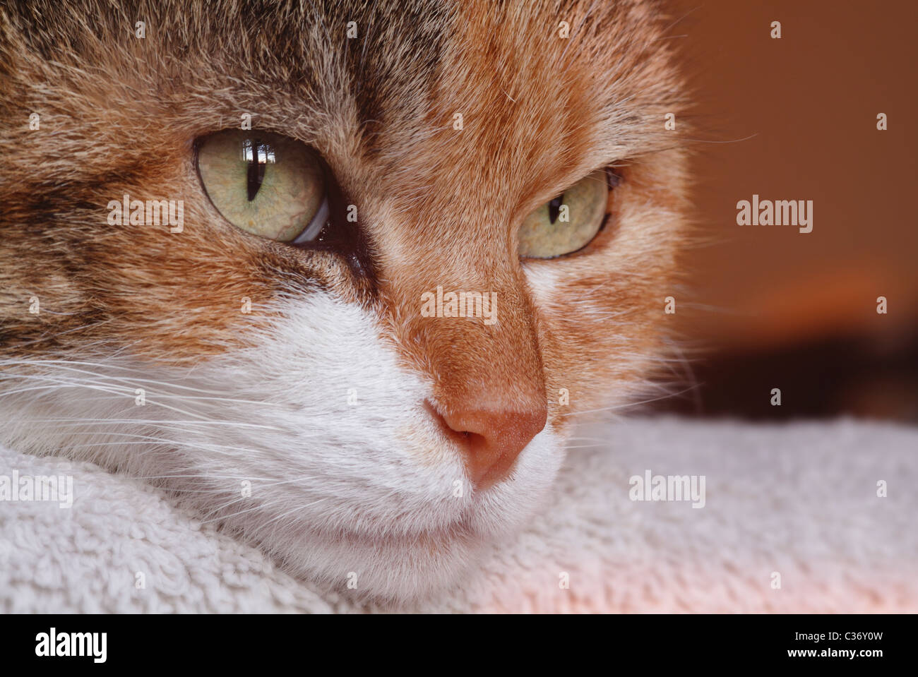 portrait of a domestic cat Stock Photo - Alamy