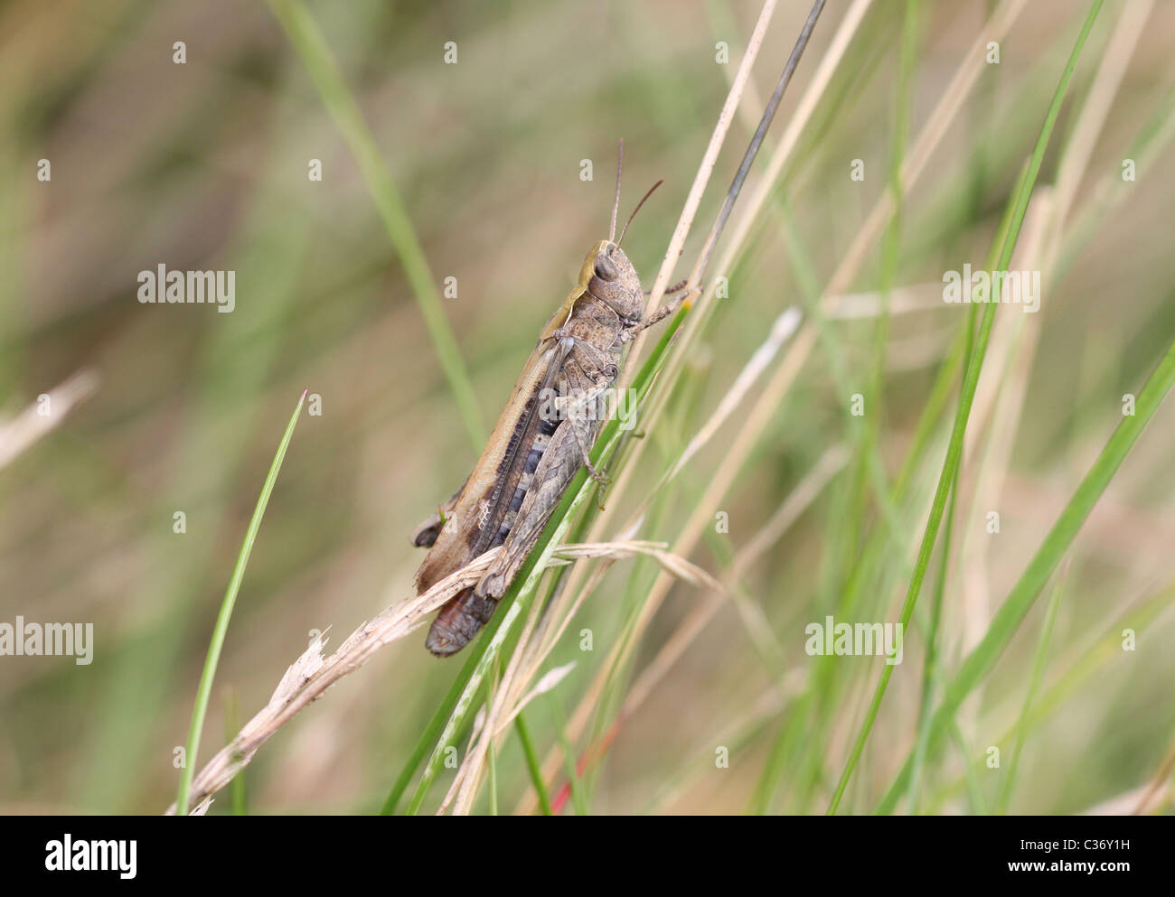 Common Field Grasshopper Stock Photo