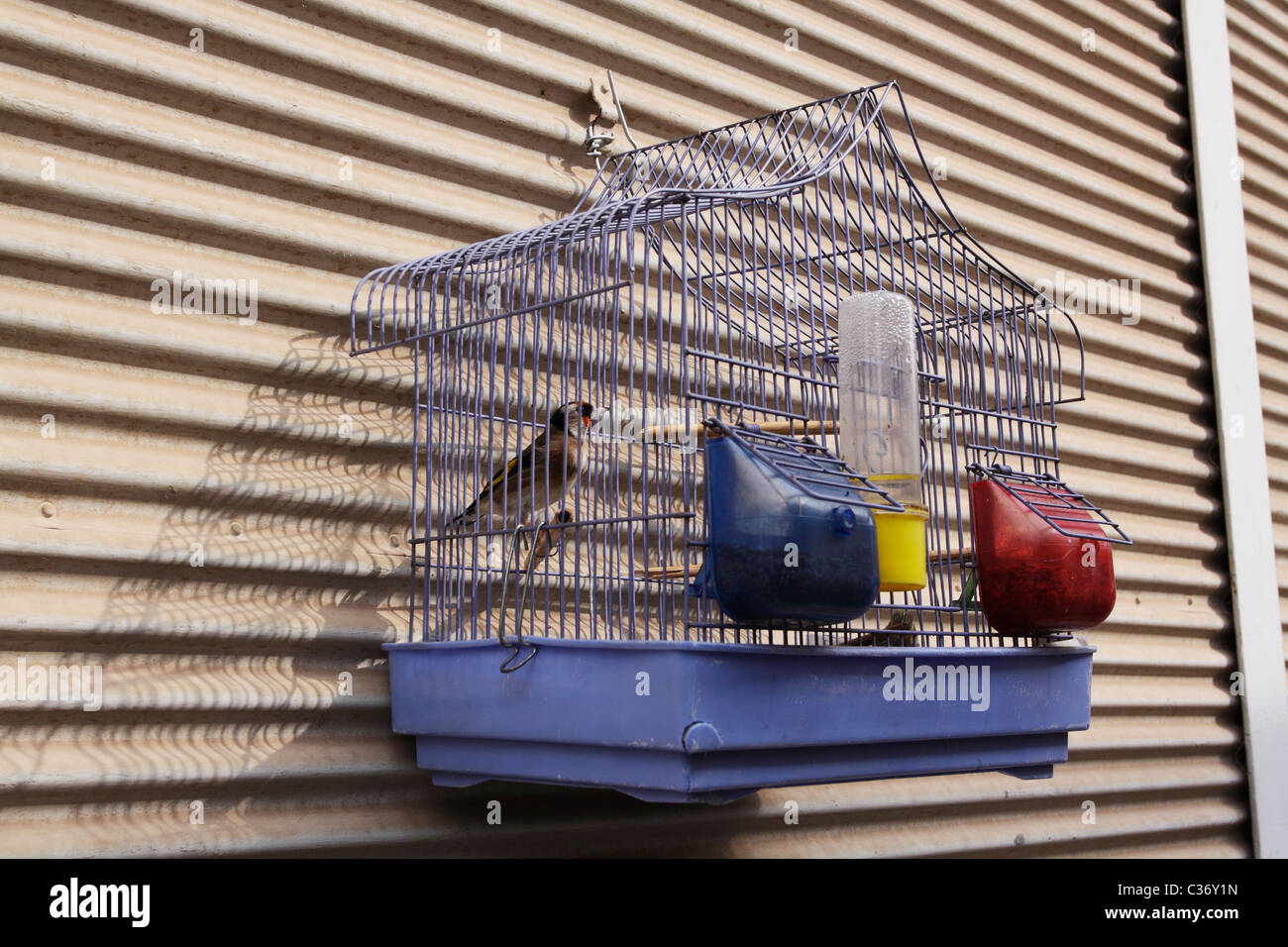 Caged bird in Greece Stock Photo