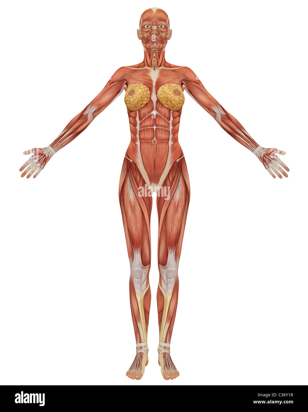 Female Muscle Anatomy High Resolution Stock Photography And Images Alamy