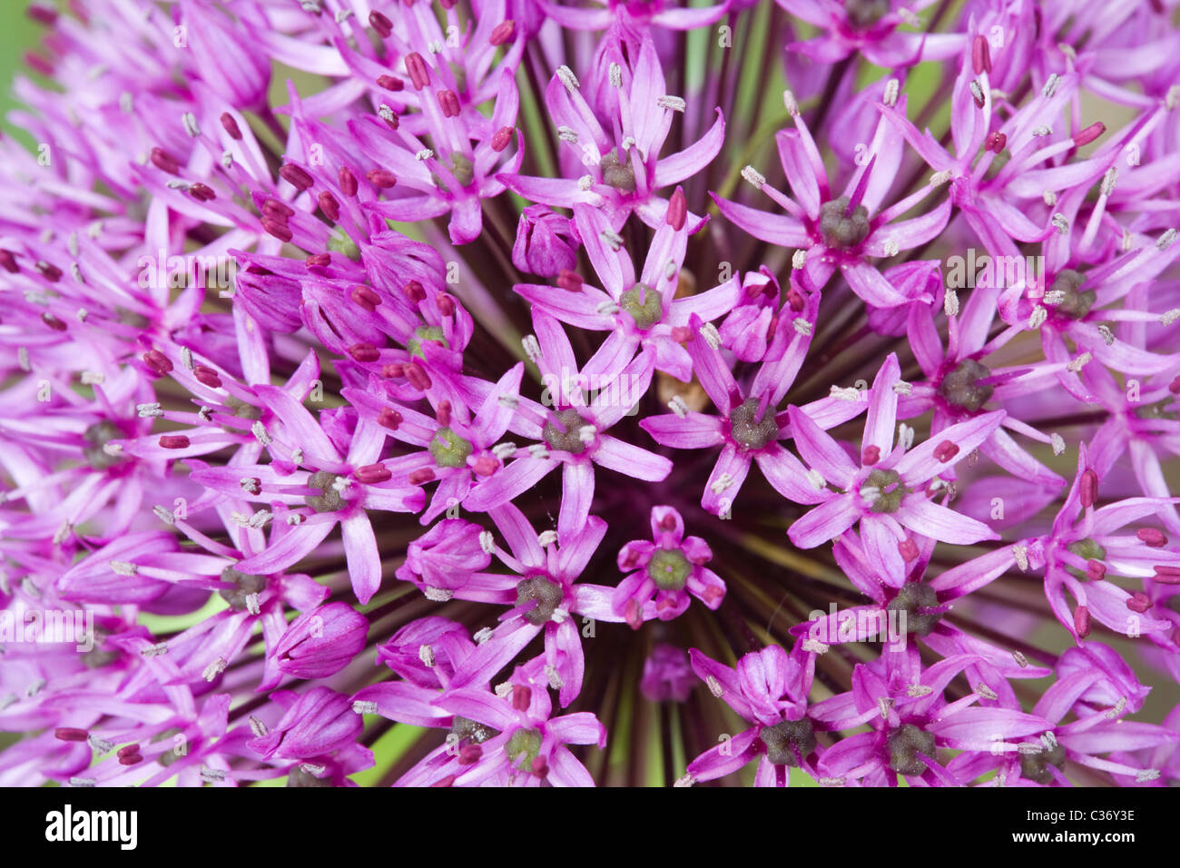 Allium 'Purple Sensation'. Surrey, UK Stock Photo
