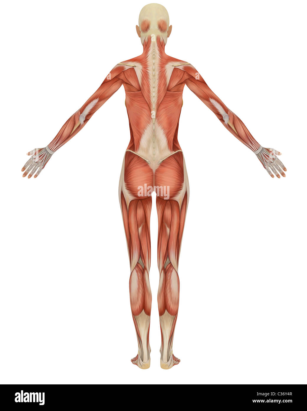 Rear view of the female muscular anatomy. Very educational Stock Photo -  Alamy