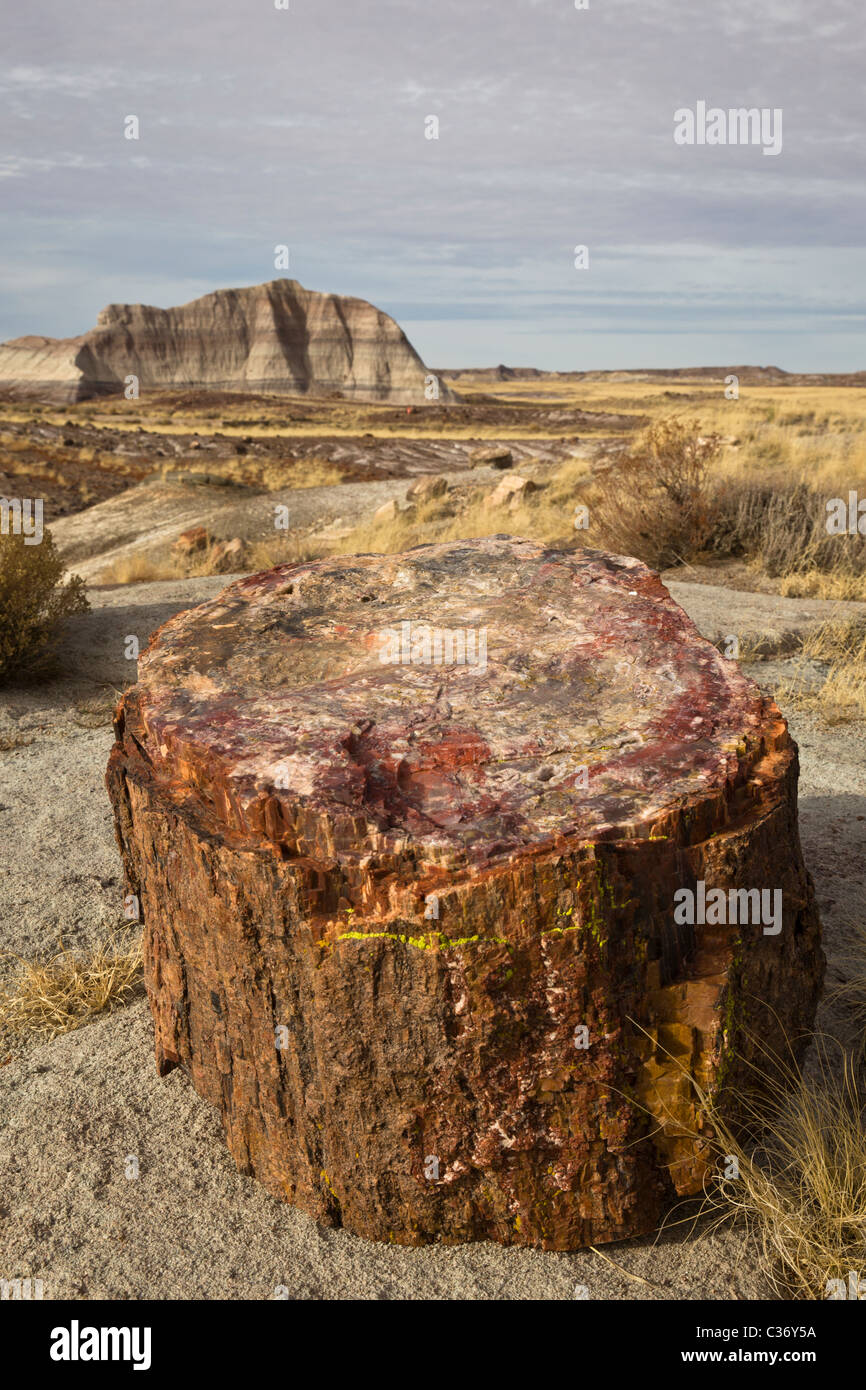 Petrified wood from extinct Araucarioxylon arizonicum Trees, Crystal Forest area, Petrified Forest National Park, Arizona, USA. Stock Photo