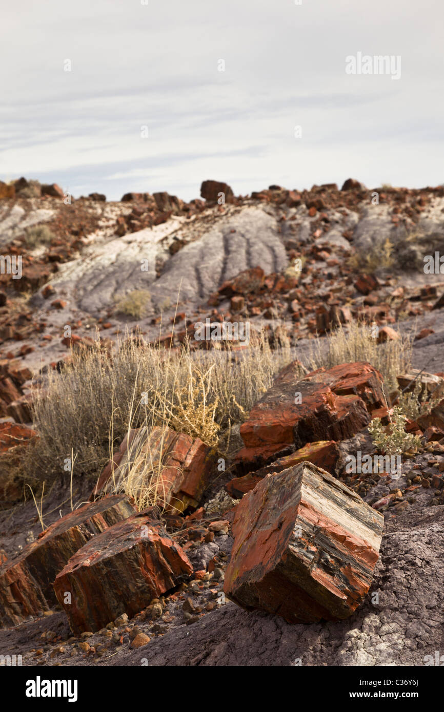 Petrified wood, Araucarioxylon arizonicum, in the Long Logs area of Petrified Forest National Park, Arizona, USA. Stock Photo